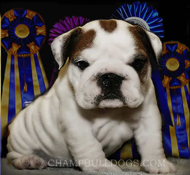 English bulldog puppies photo